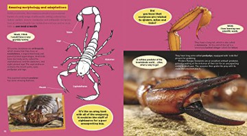 Chris Humfrey's Coolest Creepy Crawlies: Delve into the fascinating micro world of Australia's incredible invertebrate creatures - Chris Humfrey [KSIĄŻKA]