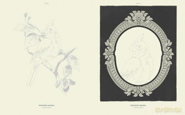 Coloready Birds: 20 Modern Paint-by-Number Prints - A.K. Roxas [KSIĄŻKA]