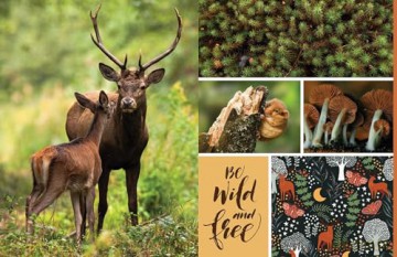 Cut and Collage Woodland Creatures: Extraordinary Images from Within the Forest - Insight Editions [KSIĄŻKA]