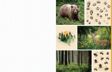 Cut and Collage Woodland Creatures: Extraordinary Images from Within the Forest - Insight Editions [KSIĄŻKA]
