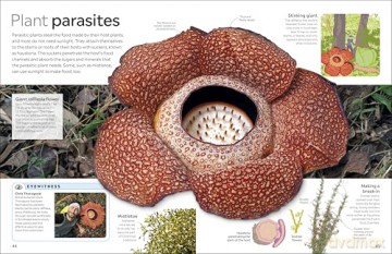 Eyewitness Plant - DK [KSIĄŻKA]