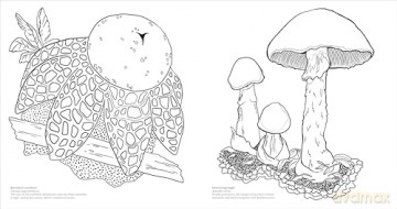 Fascinating Fungi Colouring Book: Over 75 Natural Wonders to Colour and Explore - DK [KSIĄŻKA]