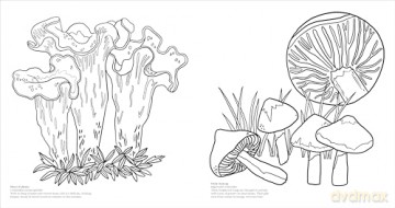 Fascinating Fungi Colouring Book: Over 75 Natural Wonders to Colour and Explore - DK [KSIĄŻKA]