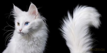 Feline: Photographs - Tim Flach [KSIĄŻKA]