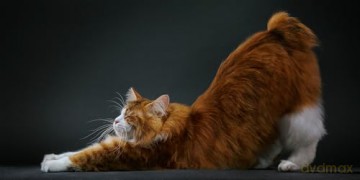 Feline: Photographs - Tim Flach [KSIĄŻKA]