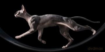 Feline: Photographs - Tim Flach [KSIĄŻKA]