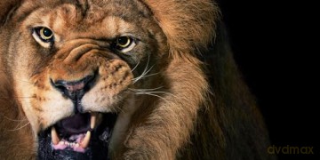 Feline: Photographs - Tim Flach [KSIĄŻKA]