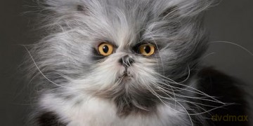 Feline: Photographs - Tim Flach [KSIĄŻKA]