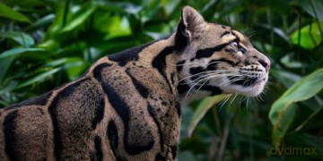 Feline: Photographs - Tim Flach [KSIĄŻKA]