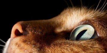 Feline: Photographs - Tim Flach [KSIĄŻKA]