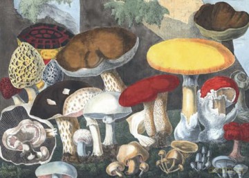 Fungi Decoded: Encounters with Thirty Fungi - Britt A. Bunyard [KSIĄŻKA]
