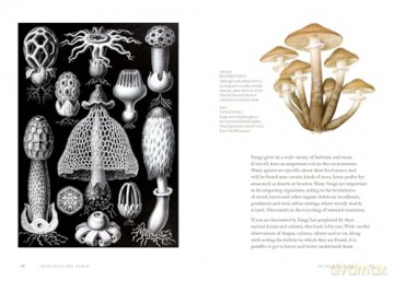 Fungi Decoded: Encounters with Thirty Fungi - Britt A. Bunyard [KSIĄŻKA]