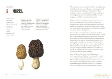 Fungi Decoded: Encounters with Thirty Fungi - Britt A. Bunyard [KSIĄŻKA]