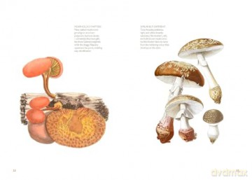 Fungi Decoded: Encounters with Thirty Fungi - Britt A. Bunyard [KSIĄŻKA]