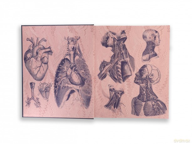 Gray's Anatomy - Henry Gray [KSIĄŻKA]