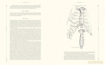 Gray's Anatomy - Henry Gray [KSIĄŻKA]