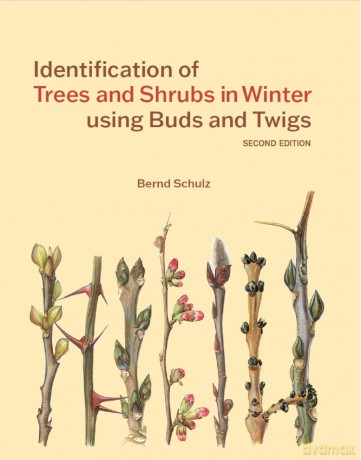 Identification of Trees and Shrubs in Winter using Buds and Twigs - Bernd Schulz [KSIĄŻKA]