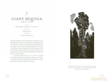 In The Circle of Ancient Trees: Our Oldest Trees and the Stories they Tell - Trouet Valerie [KSIĄŻKA]