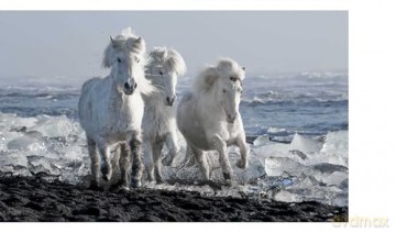 In the Land of Fire and Ice: Horses of Iceland - Guadalupe Laiz [KSIĄŻKA]