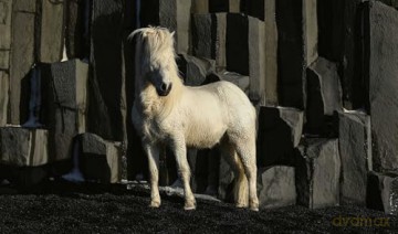 In the Land of Fire and Ice: Horses of Iceland - Guadalupe Laiz [KSIĄŻKA]