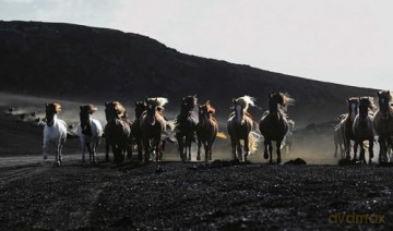 In the Land of Fire and Ice: Horses of Iceland - Guadalupe Laiz [KSIĄŻKA]