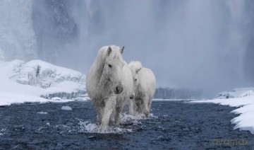 In the Land of Fire and Ice: Horses of Iceland - Guadalupe Laiz [KSIĄŻKA]
