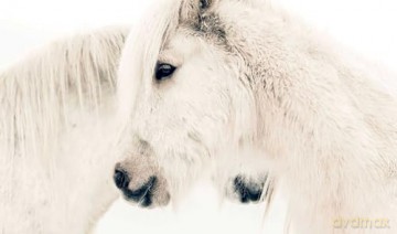 In the Land of Fire and Ice: Horses of Iceland - Guadalupe Laiz [KSIĄŻKA]