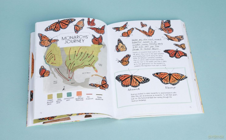 Insect Anatomy: The Curious World of Bees, Beetles, Butterflies, and Bugs - Julia Rothman [KSIĄŻKA]