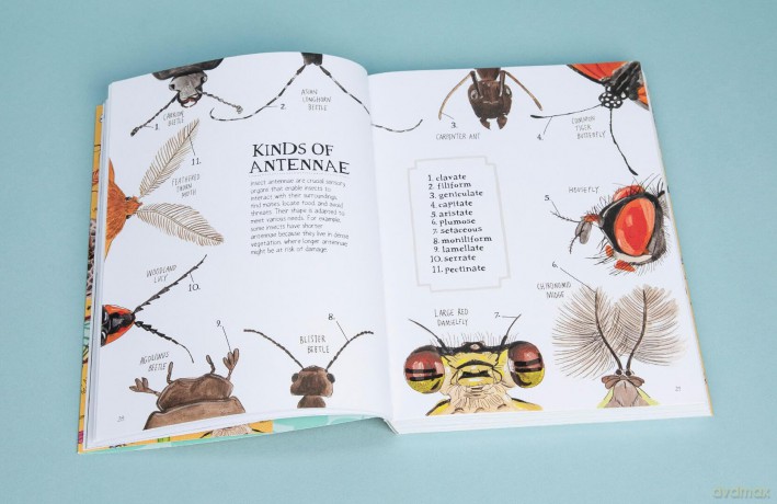 Insect Anatomy: The Curious World of Bees, Beetles, Butterflies, and Bugs - Julia Rothman [KSIĄŻKA]