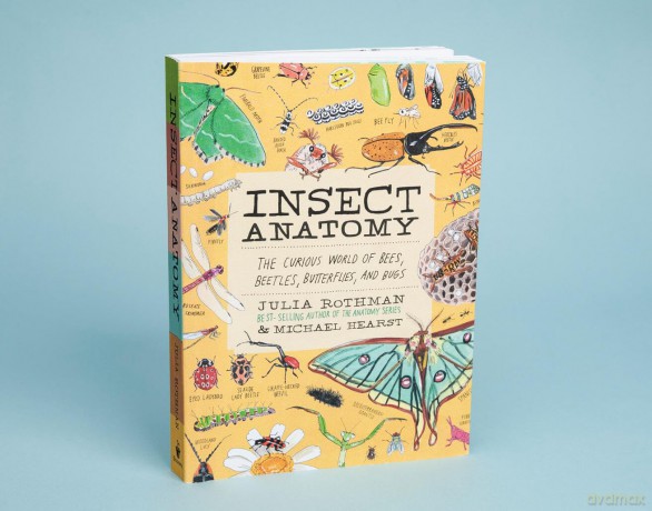 Insect Anatomy: The Curious World of Bees, Beetles, Butterflies, and Bugs - Julia Rothman [KSIĄŻKA]