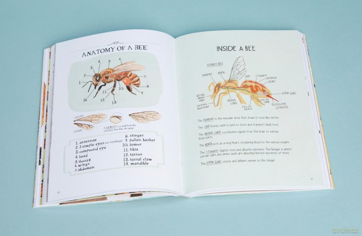 Insect Anatomy: The Curious World of Bees, Beetles, Butterflies, and Bugs - Julia Rothman [KSIĄŻKA]