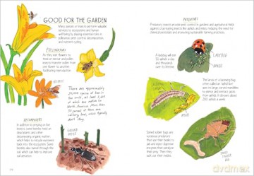 Insect Anatomy: The Curious World of Bees, Beetles, Butterflies, and Bugs - Julia Rothman [KSIĄŻKA]