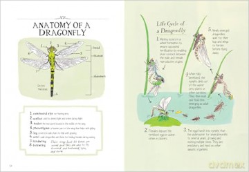 Insect Anatomy: The Curious World of Bees, Beetles, Butterflies, and Bugs - Julia Rothman [KSIĄŻKA]