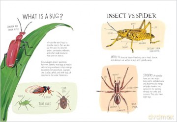 Insect Anatomy: The Curious World of Bees, Beetles, Butterflies, and Bugs - Julia Rothman [KSIĄŻKA]