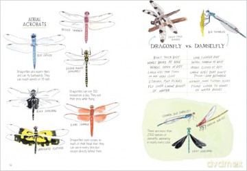 Insect Anatomy: The Curious World of Bees, Beetles, Butterflies, and Bugs - Julia Rothman [KSIĄŻKA]