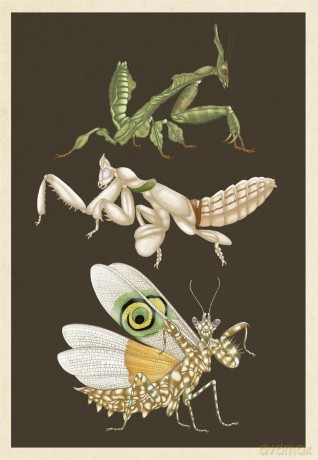 Insectarium Poster Book - Dave Goulson [KSIĄŻKA]