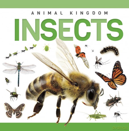 Insects - Rebecca Phillips-Bartlett [KSIĄŻKA]
