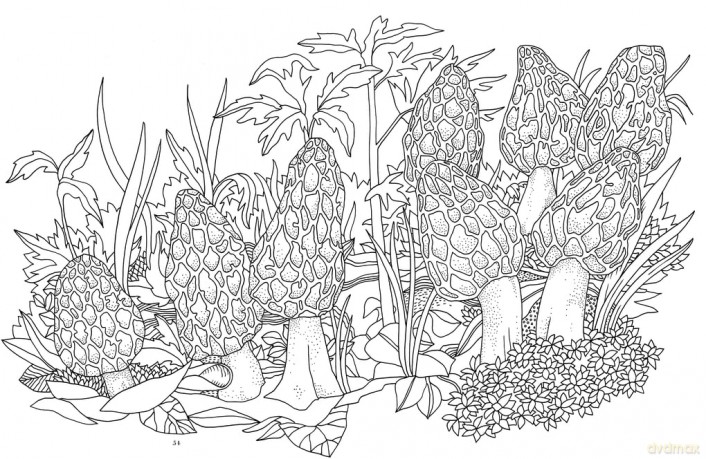 Kew Imaginarium: Magical Mushroom Paradise: Calming Creative Colouring - N/A N/A [KSIĄŻKA]