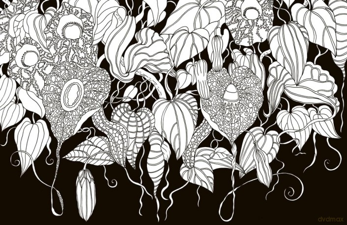 Kew Imaginarium: Tropical Plant Paradise: Calming Creative Colouring - Orange Hippo! [KSIĄŻKA]