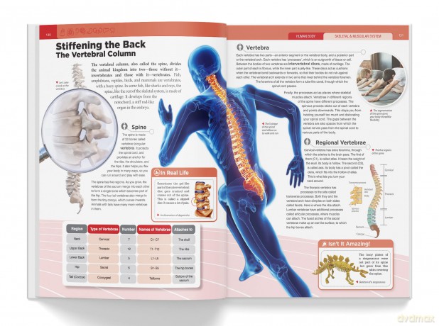 Knowledge Encyclopedia - Human Body - Wonder House Books [KSIĄŻKA]