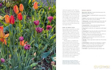 Life with Flowers: Inspiration and Lessons from the Garden - Frances Palmer [KSIĄŻKA]
