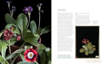Life with Flowers: Inspiration and Lessons from the Garden - Frances Palmer [KSIĄŻKA]