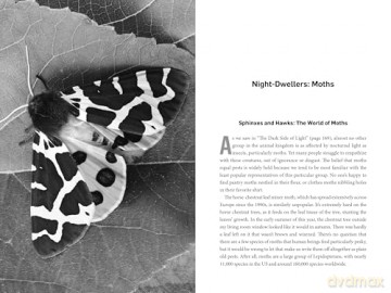 Living Night: On the Secret Wonders of Wildlife After Dark - Sophia Kimmig [KSIĄŻKA]