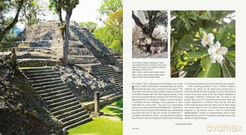 Microcosms: Sacred Plants of the Americas - Jill Pflugheber [KSIĄŻKA]