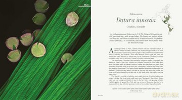 Microcosms: Sacred Plants of the Americas - Jill Pflugheber [KSIĄŻKA]