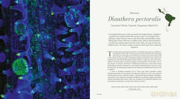 Microcosms: Sacred Plants of the Americas - Jill Pflugheber [KSIĄŻKA]