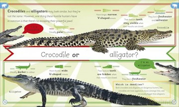 My Encyclopedia of Very Important Animals: For Little Animal Lovers Who Want to Know Everything - DK [KSIĄŻKA]