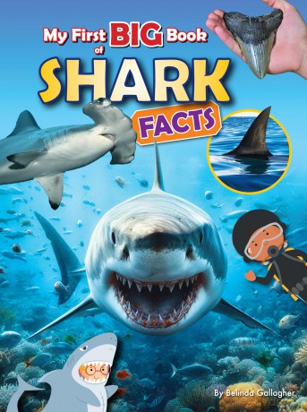 My First BIG Book of Shark Facts: 3 - Belinda Gallagher [KSIĄŻKA]