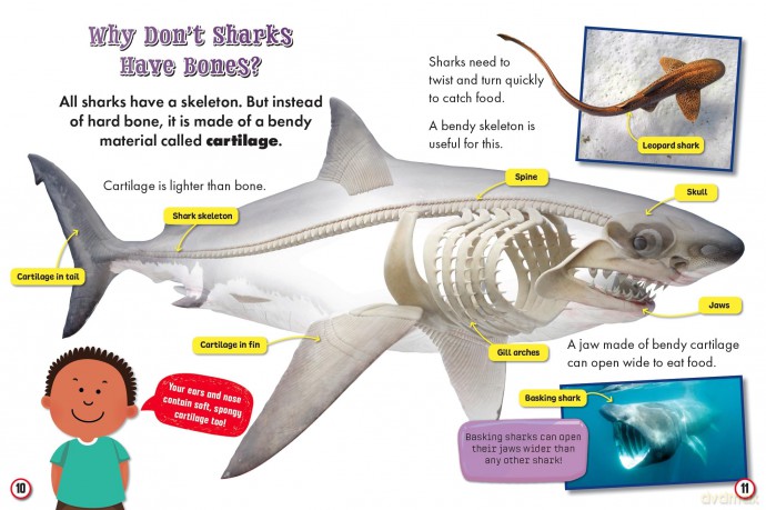 My First BIG Book of Shark Facts: 3 - Belinda Gallagher [KSIĄŻKA]