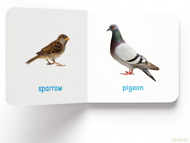 My First Book Of Birds: First Board Book - Wonder House Books Editorial [KSIĄŻKA]